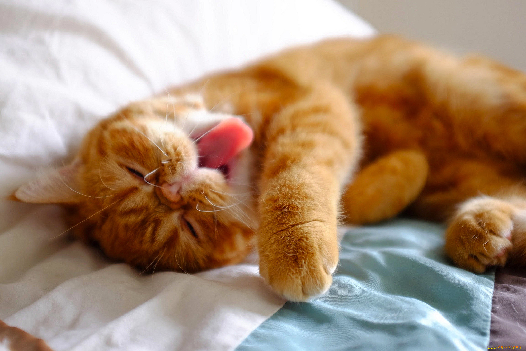 Утро котики картинки. Спящий рыжий кот. Спящий рыжий котенок. Рыжий кот спит. Рыжий котик спит.